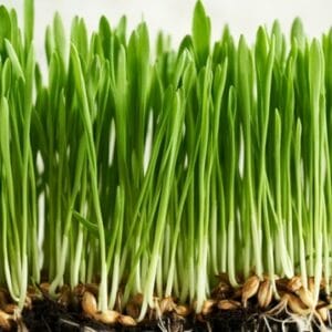 Microgreen . Wheatgrass