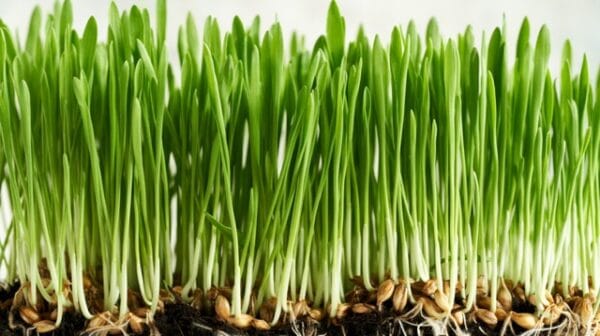 Microgreen . Wheatgrass