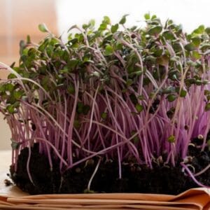 Microgreen . Red Kale