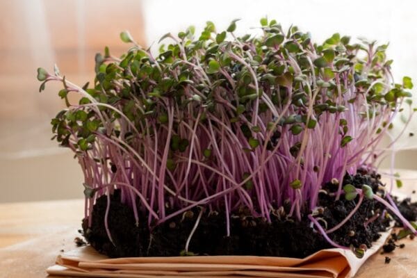 Microgreen . Red Kale