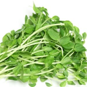 Sprouting Seed . Green Pea