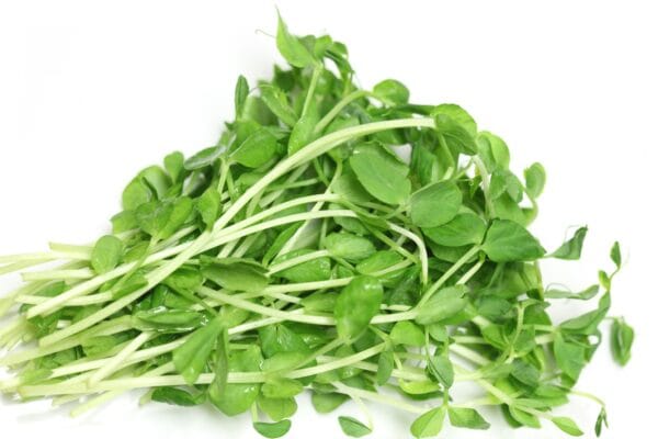 Sprouting Seed . Green Pea