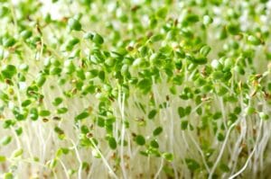 Sprouting Seed . Crimson Clover