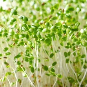 Sprouting Seed . Crimson Clover