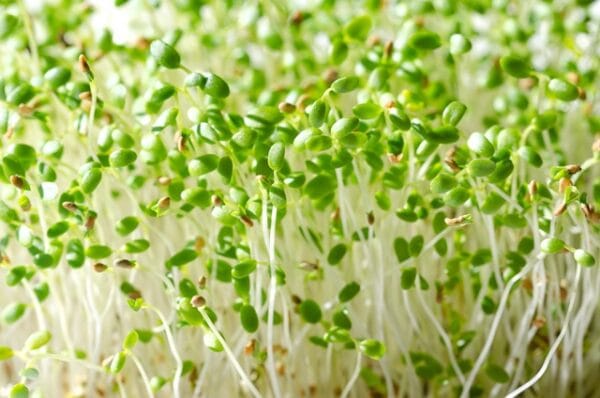 Sprouting Seed . Crimson Clover