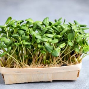 Microgreen . Borage