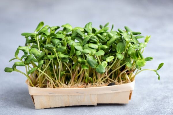 Microgreen . Borage