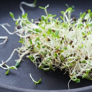 Sprouting Seed . Alfalfa