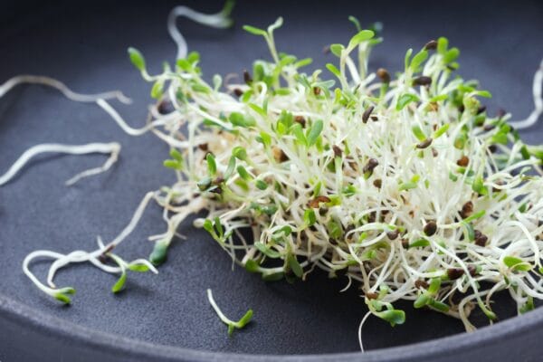 Sprouting Seed . Alfalfa