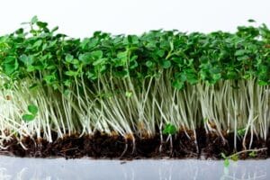 Microgreen . Arugula