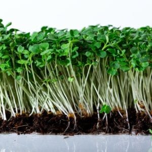 Microgreen . Arugula
