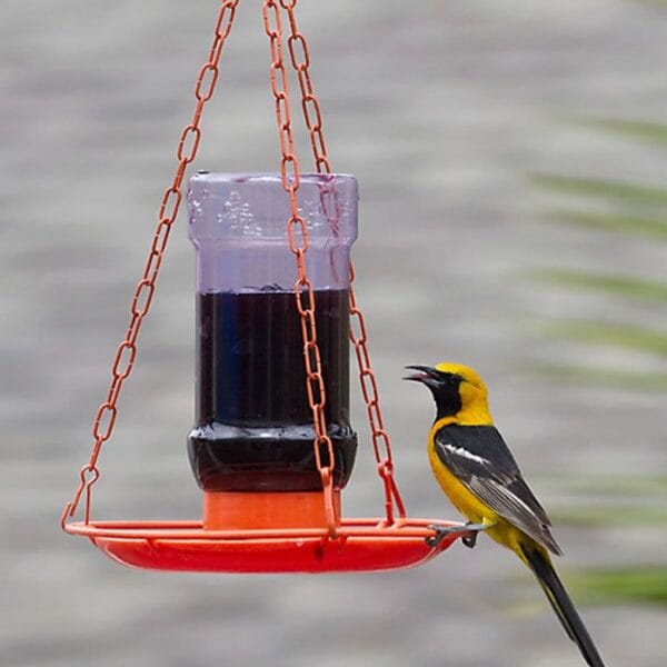 Jelly-Fill Oriole Feeder