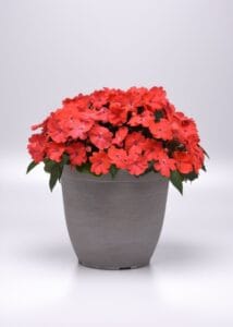 Solarscape Salmon Punch