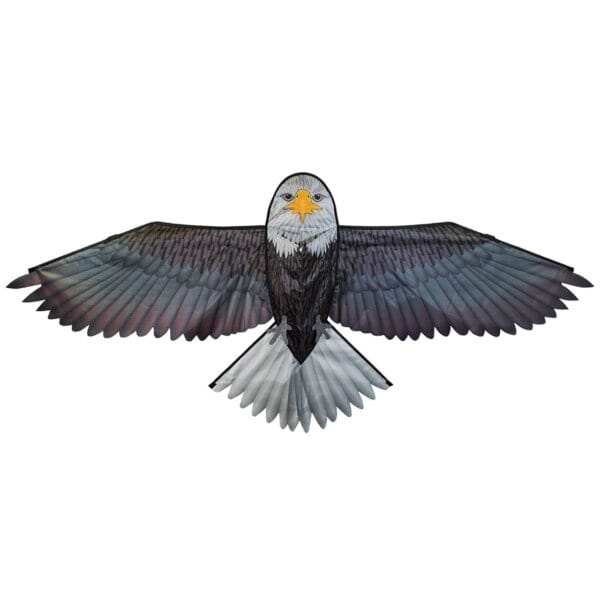 Kite . Eagle