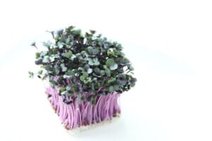 Sprouting Seed . Red Cabbage
