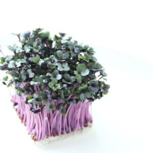 Sprouting Seed . Red Cabbage