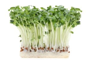 Sprouting Seed . Radish