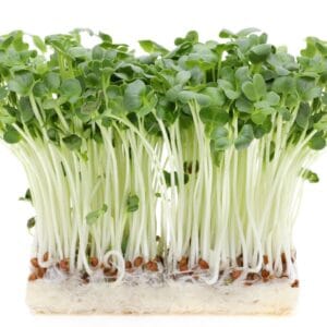 Sprouting Seed . Radish