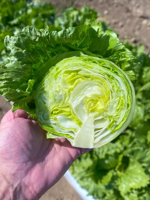 Pint Size 1 Pint Size