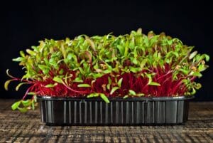 Microgreen . Red Beet
