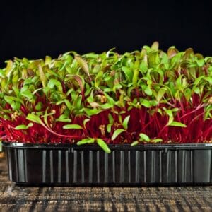 Microgreen . Red Beet