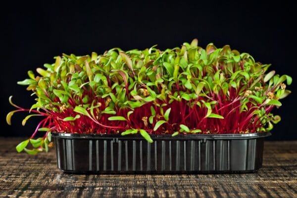 Microgreen . Red Beet