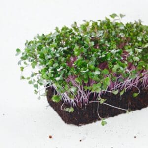 Sprouting Seed . Purple Kohlrab