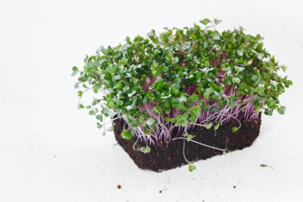 Sprouting Seed . Purple Kohlrab