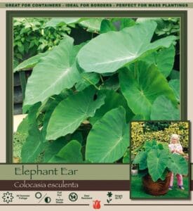 Elephant Ears