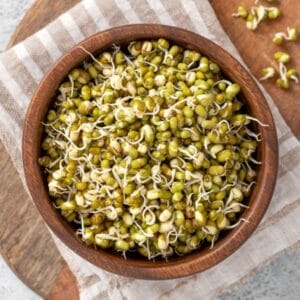 Sprouting Seed . Mung Bean
