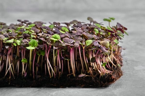Microgreen . Rainbow Radish Mix
