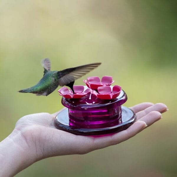 In-Your-Hand Hummingbird Feeder