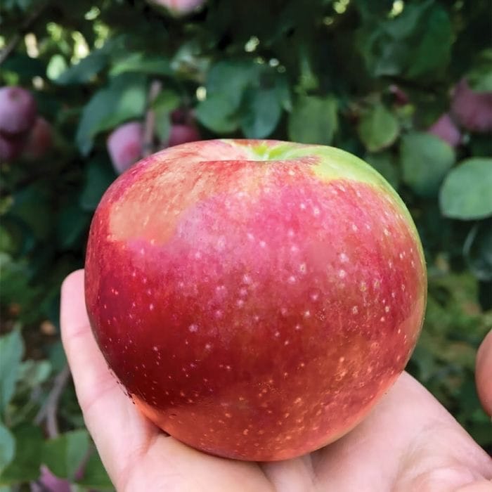 LIberty 2 LIberty - Image 2