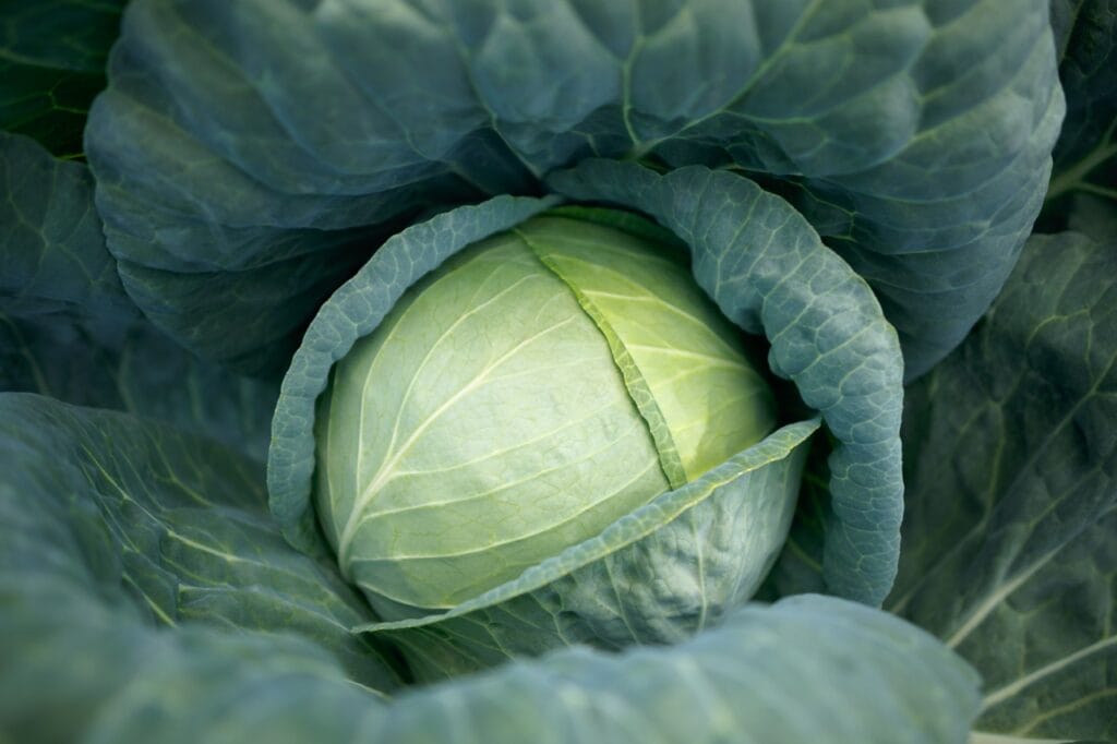 Blue Vantage 2 Blue Vantage - Image 2