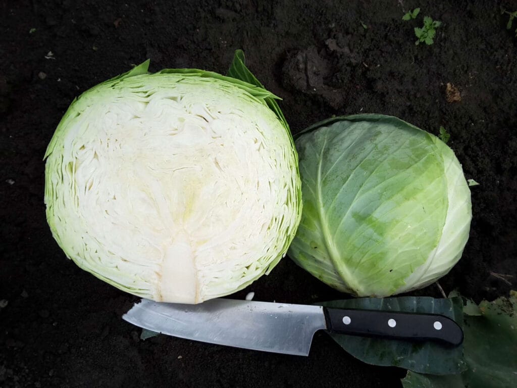 Blue Vantage 3 Blue Vantage - Image 3