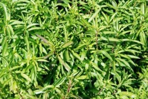 Tarragon (Mexican)