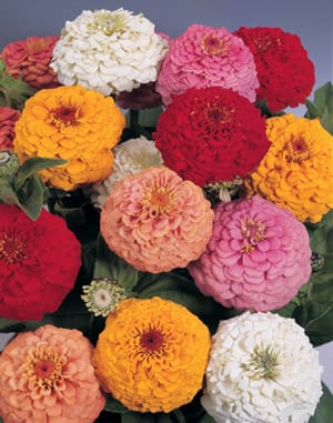 Oklahoma Mix 1 Oklahoma Mix