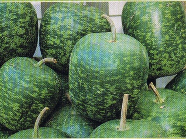 Speckled Apple 2 Speckled Apple - Image 2