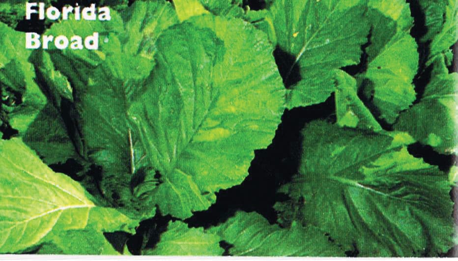 Florida Broadleaf 2 Florida Broadleaf - Image 2