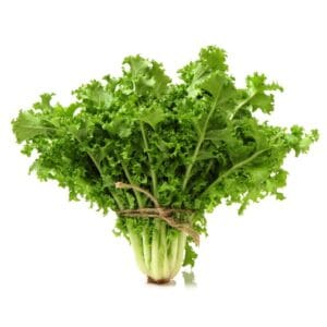 Endive Fine Green Curled