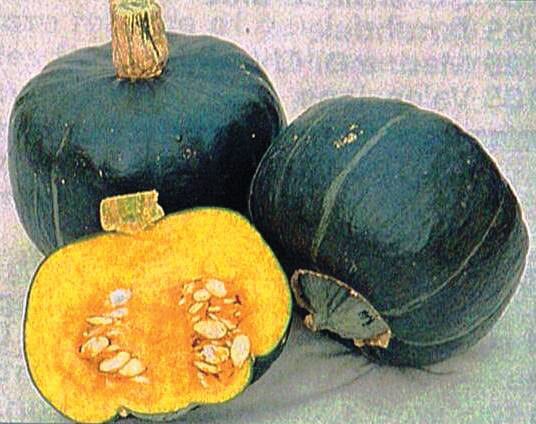 Burgess Buttercup 2 Burgess Buttercup - Image 2