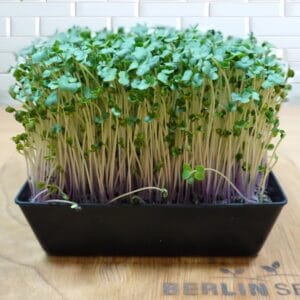 Microgreen . Red Kale