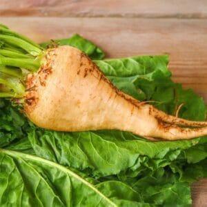 Sugar Beet