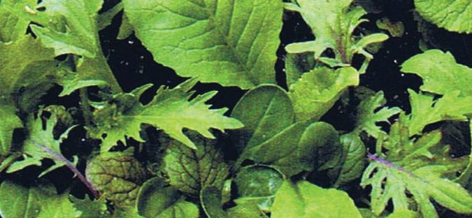 All Greens Mix 3 All Greens Mix - Image 3