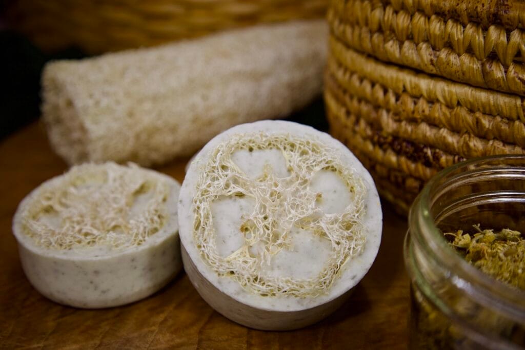 Luffa 4 Luffa - Image 4