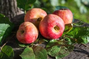 Heritage Apple Combo