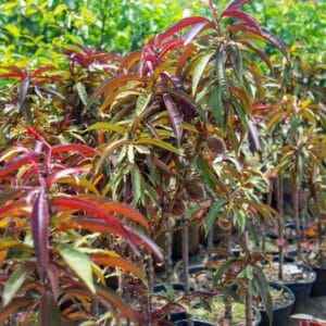 Patio Peach . Bonfire