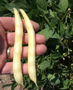 Top Notch Golden Wax IMP