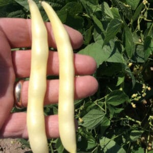 Top Notch Golden Wax IMP