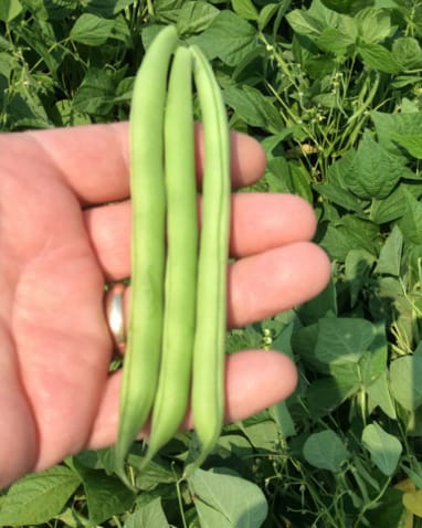 Tenderette 1 Tenderette